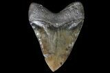 Serrated, Megalodon Tooth - Mottled Coloration #69757-2